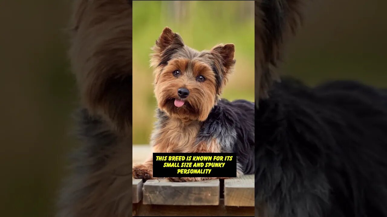 "Unleashing the Adorable: The Yorkshire Terrier Short You Can't Resist!"