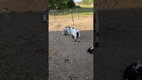 Baby Goats running out of energy. #farmlife #farm #goats #nigeriandwarf