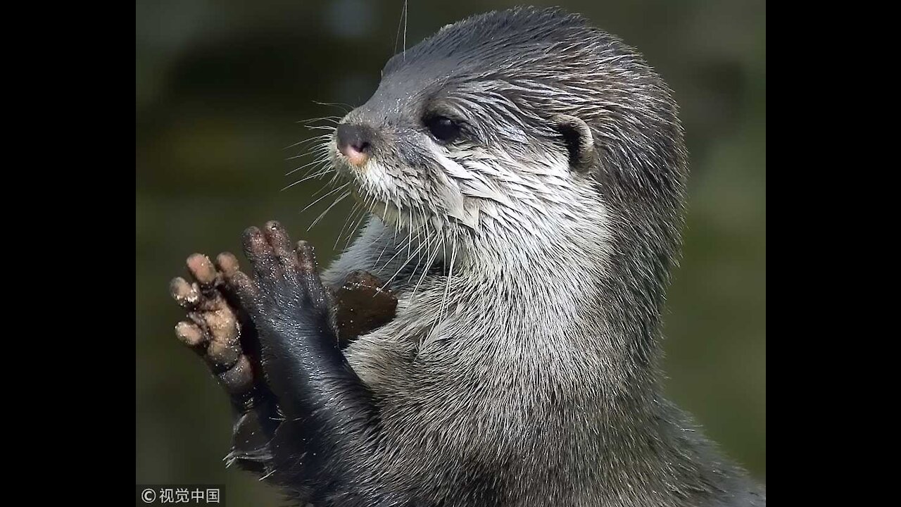 Asian Small Clawed Otter | Cuteness OVERLOAD!!