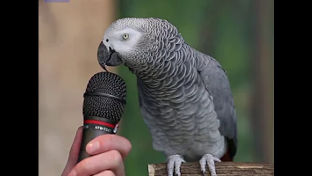 Parrot talk Funny