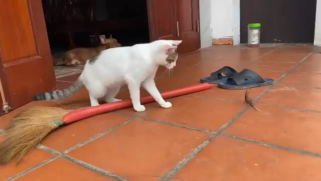 Cat funniest video