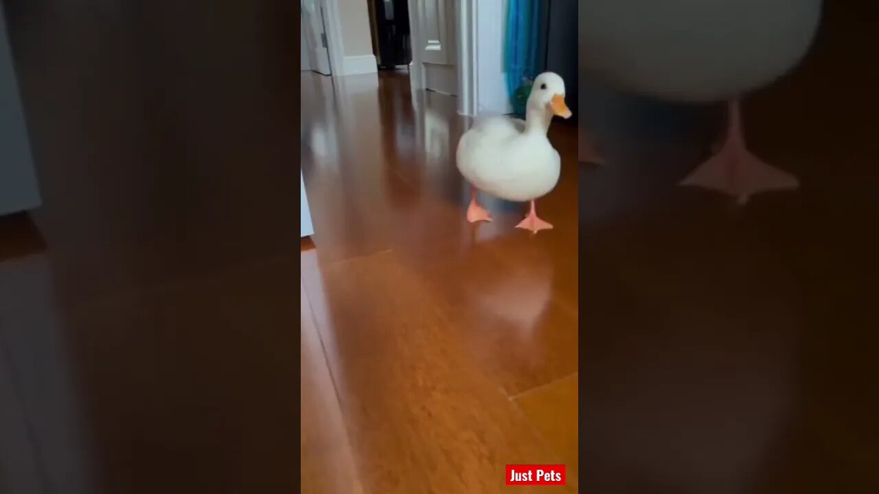 Quack 🦆 #shorts #tiktok #cute #funnyvideos