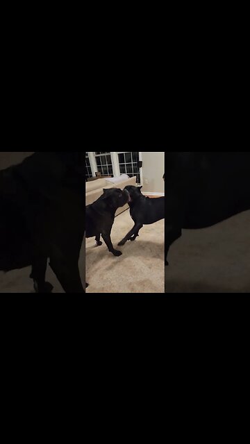 GIANT Dog INSANE GROWL! #shorts #dog #dogfight