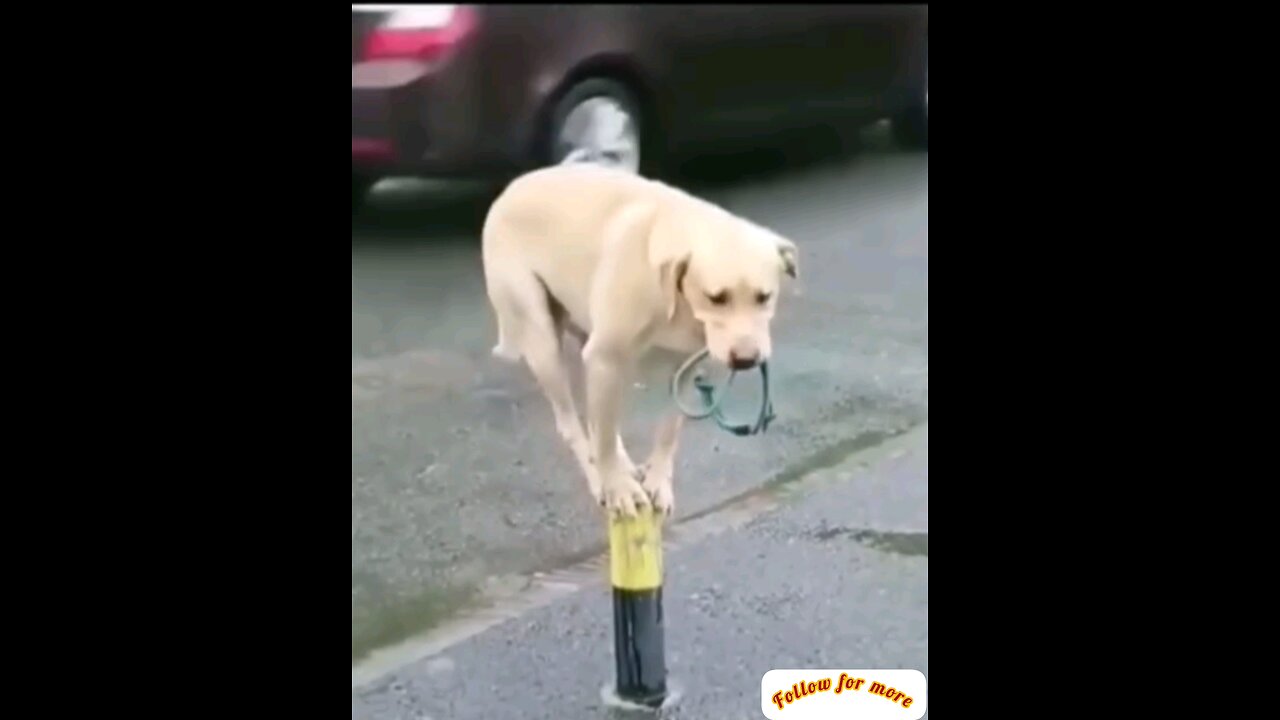 funny dog 🐕 interesting video