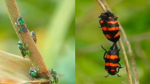 Beetle and orchid bee is small insect.