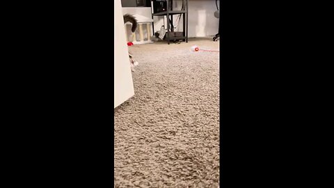 Cute and Funny Videos Cats and dogs for laughing