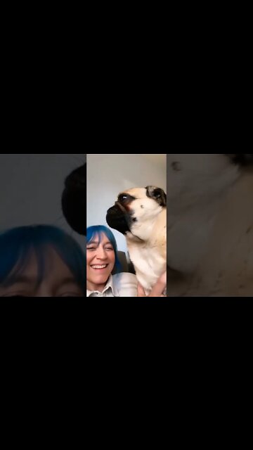 Can i just have a stretch here.. thank you😂 #pug #pugs #pugdog #puglovers #puglife