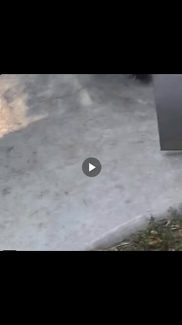 The panda attacked its keeper who closed its door. Pandas are so cute even when they fight!