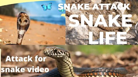 Snake video//video snake//snake life//amazing snake video