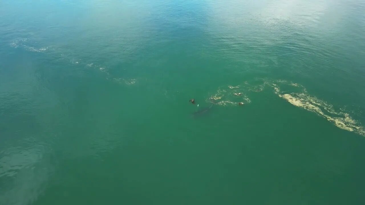 Humpback “Malachite” 29 September 2022 Day Island, WA 4k UHD Version-1