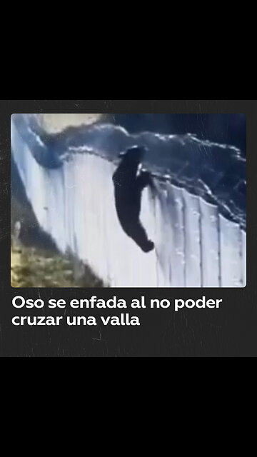 Oso intenta saltar una valla fronteriza y se enfurece al no lograrlo