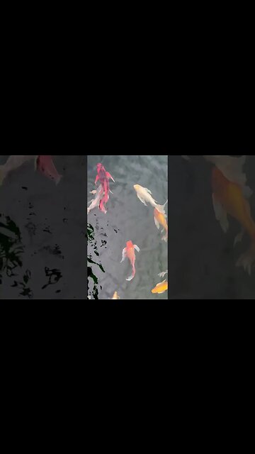 60 Second Brain Break - Can you find the camouflaged trout?