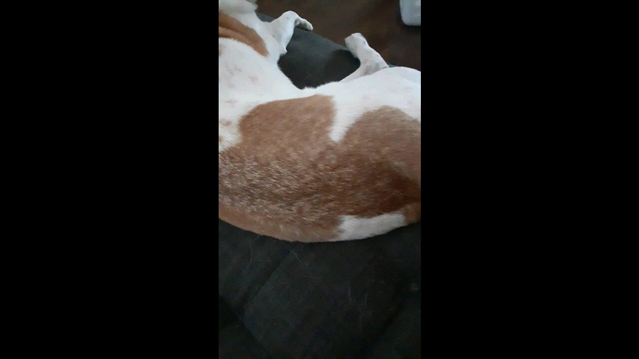 Dog has Mickey on ther butt.