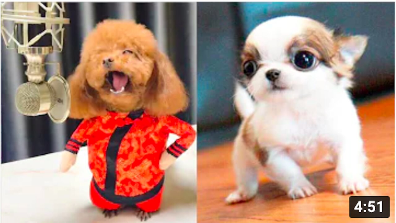 You will LOVE and LAUGH at all the DOGS 🤣 Very Funny 😂🐶