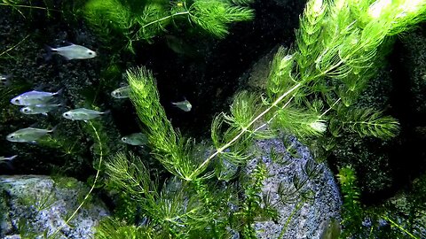 Underwater Paradise