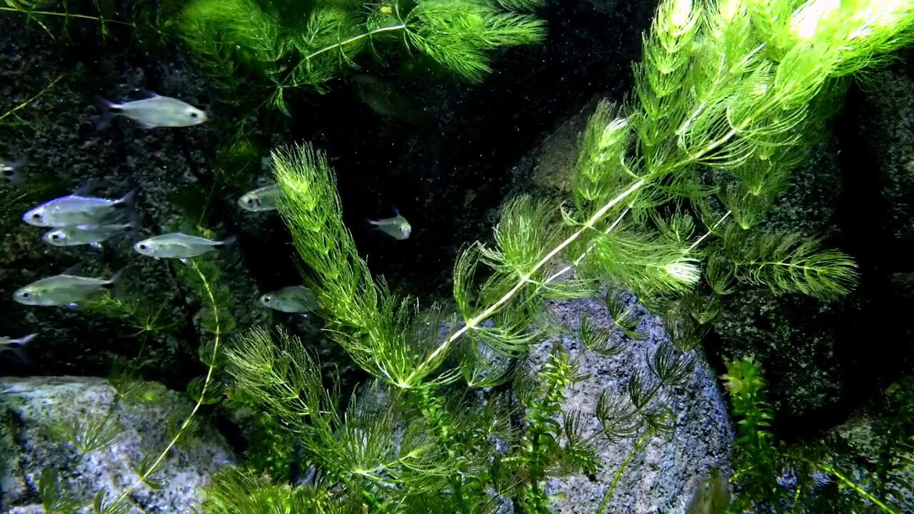 Underwater Paradise