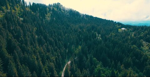 Forest Beauty in Footage: Captivating and Stunning Natural Landscapes