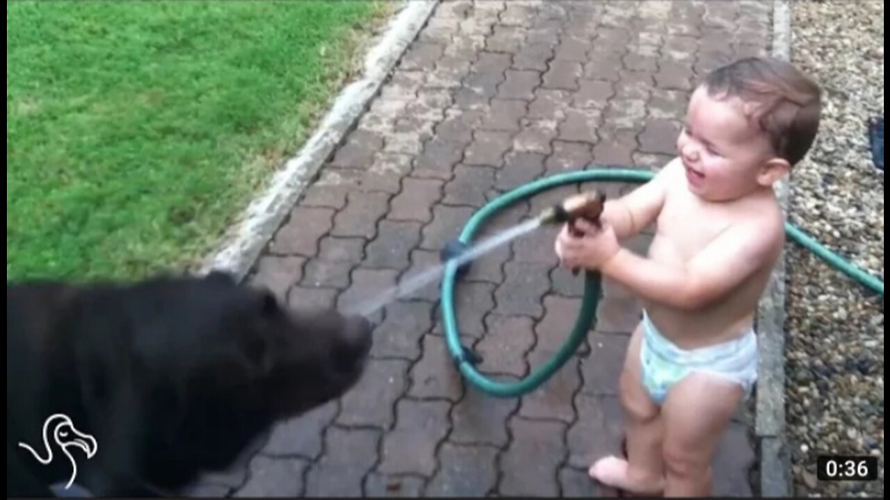 Babies Laughing At Pets |