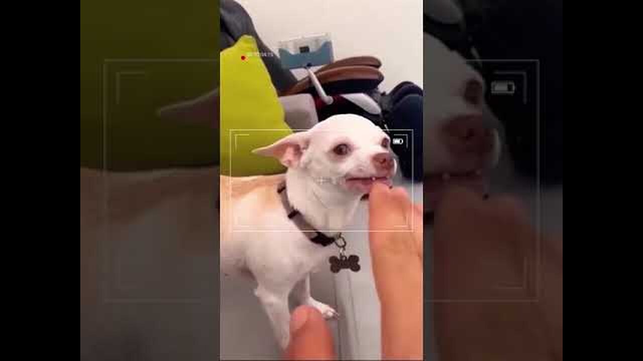 Dog’s Reaction In The Face Of The Middle Finger