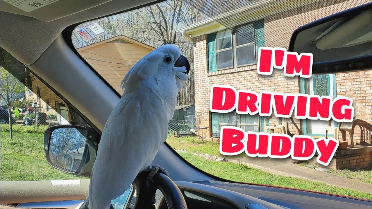 Cruising With A Cockatoo!