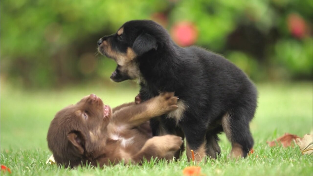 Cute Puppies love to play in the grass and on the beach!