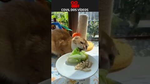 veja o gato que começou a fazer dieta