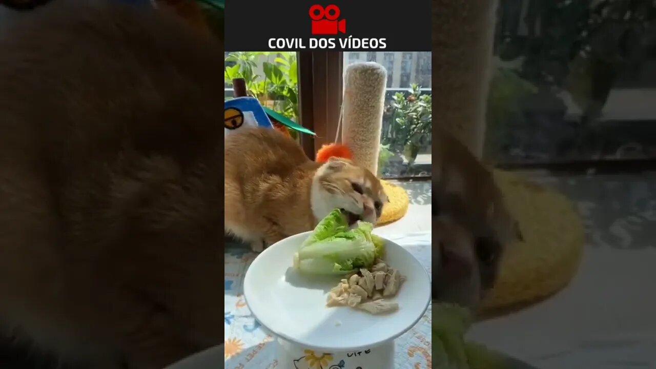 veja o gato que começou a fazer dieta