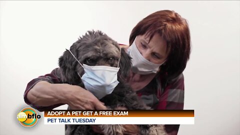 PET TALK TUESDAY - FREE FIRST EXAMl