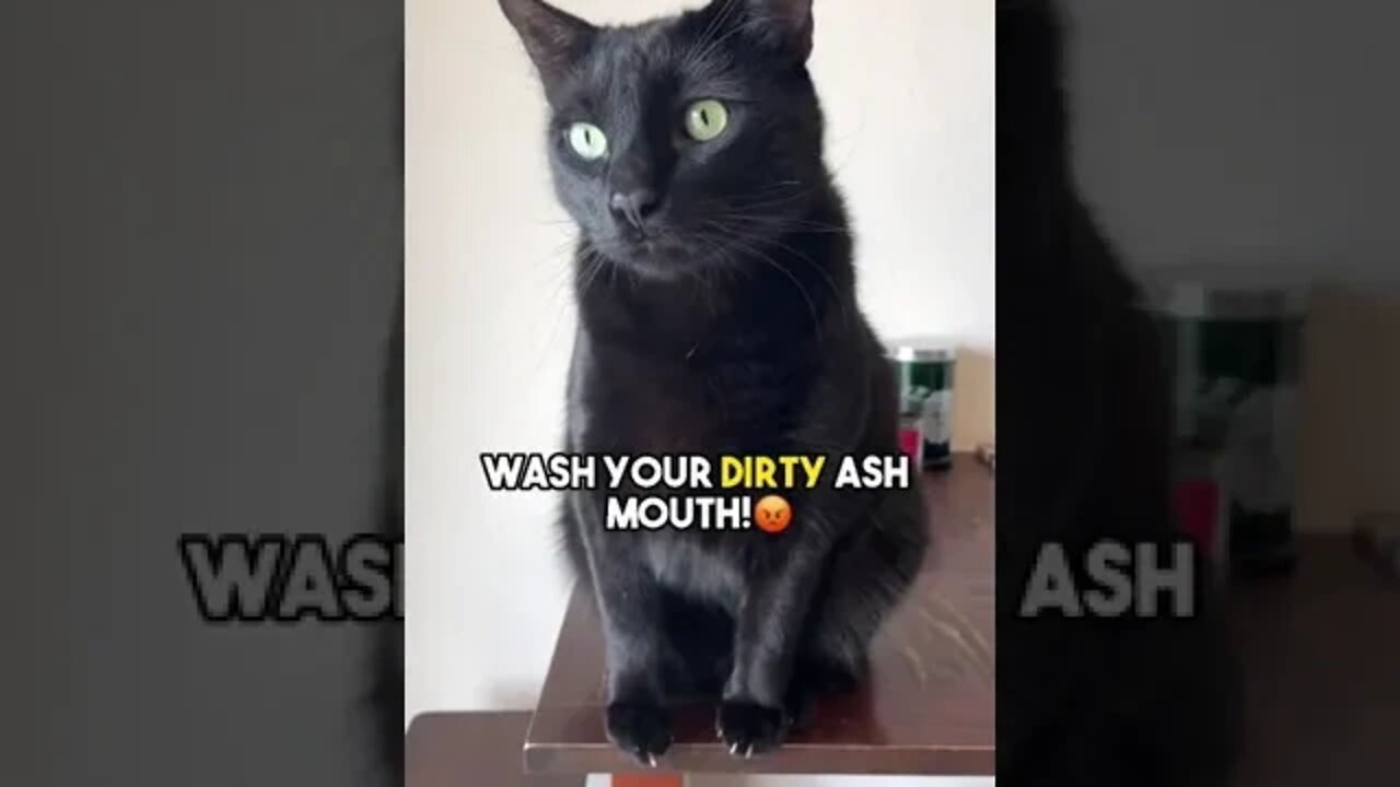 RISE AND SHINE!!!☀️ #cat #blackcat #relationship #relatable #leonthecatdad