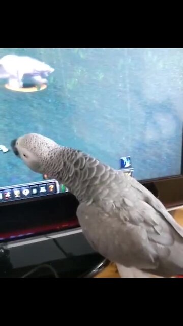 Gamer parrot really wants to be part of the action