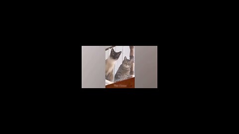 funny cats video