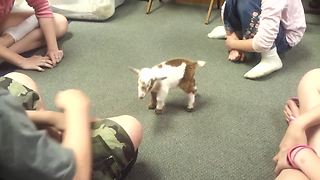 Children Enjoy Playtime With An Adorable Baby Goat