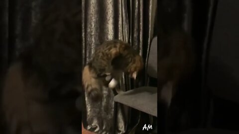 Cat funney Vedioes Rolling cat😂🤣|cat😻🐾|tiger family |