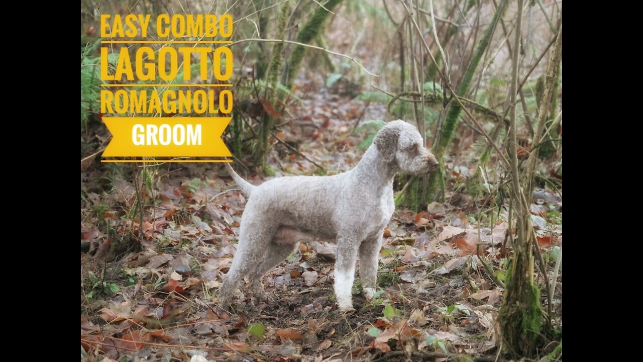 Lagotto Romagnolo Combo groom!