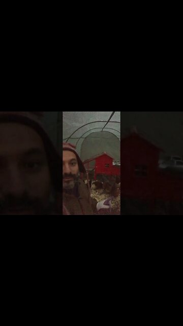 Feeding the chickens