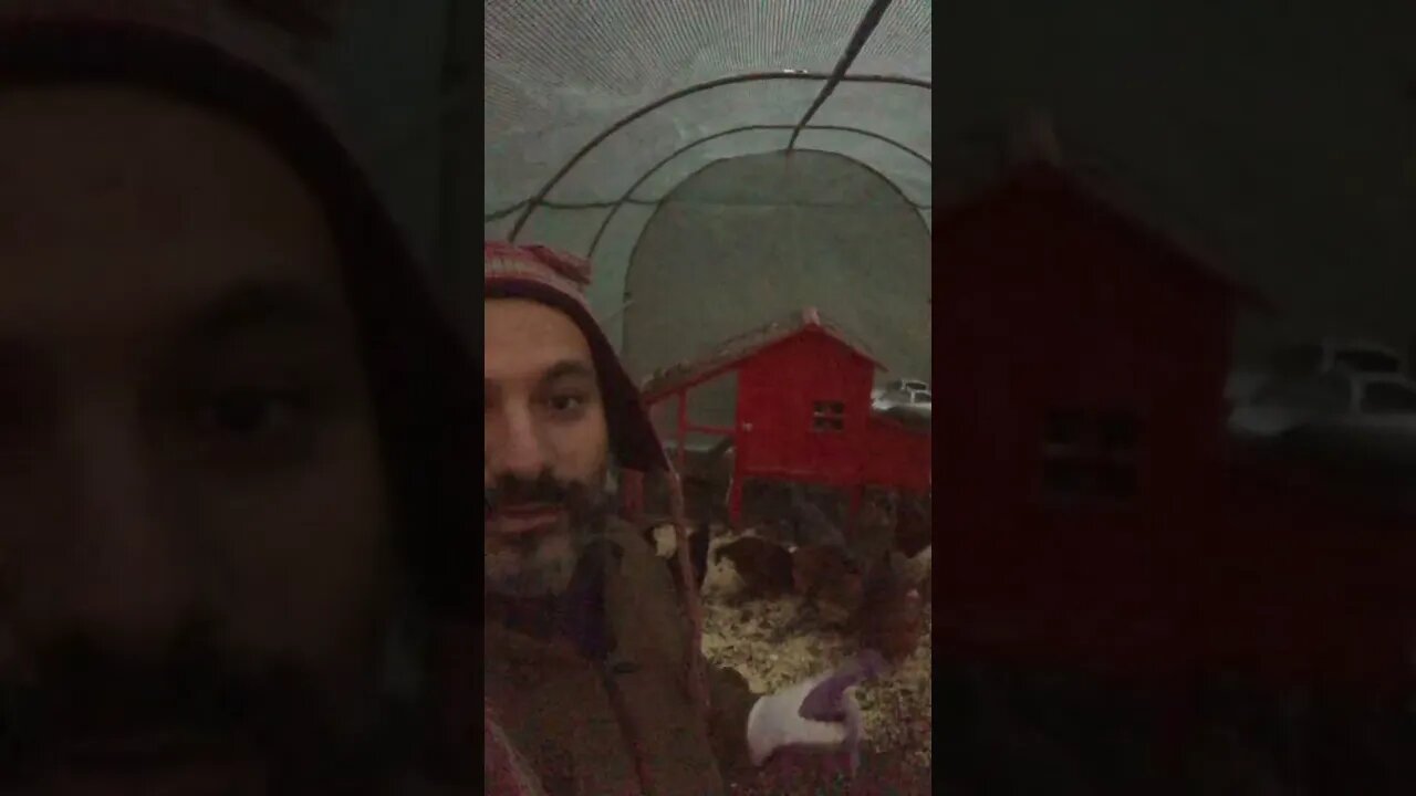 Feeding the chickens