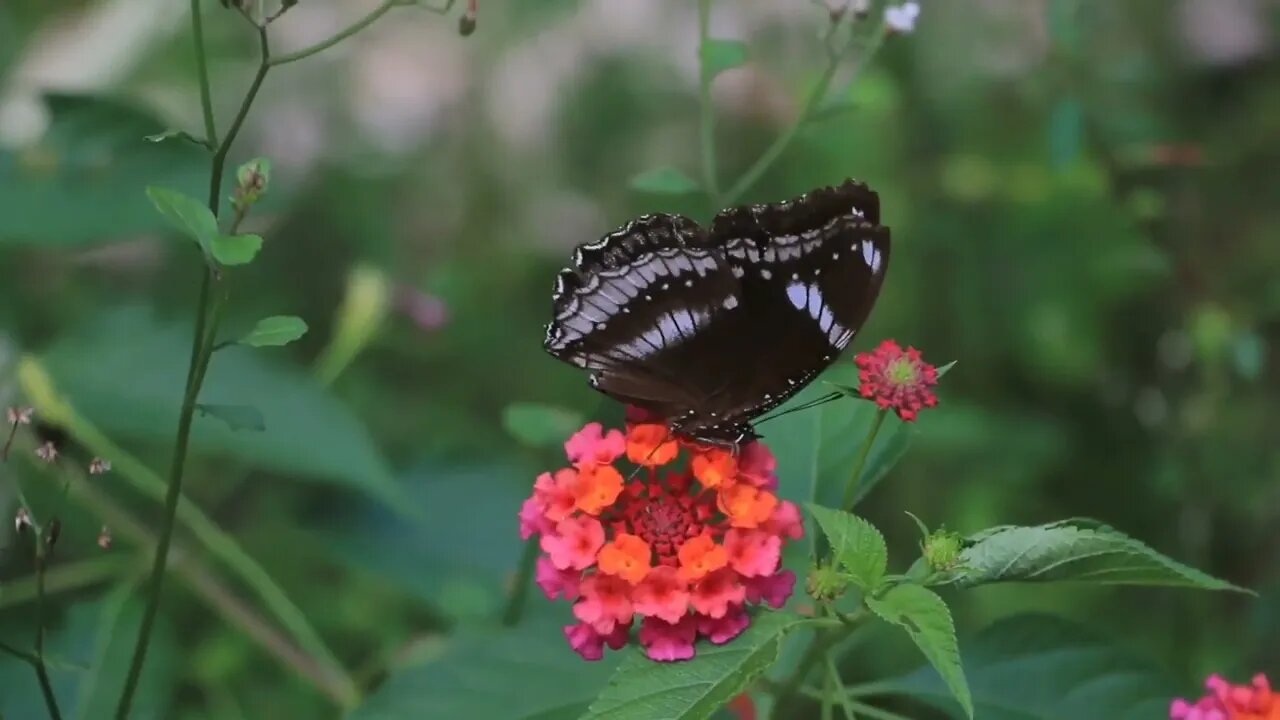 Butterflies And Bird Ambience in HD With Calming Music