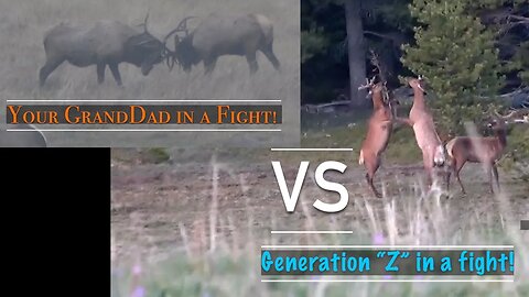 If you know. . .you know!! Your GrandDad in a fight VS. Gen. "Z" in a fight! Bull Elk Fight!