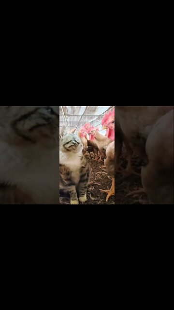 Cat Slaps To Chicken, When She￼ Poke In To Cat Ears 😂