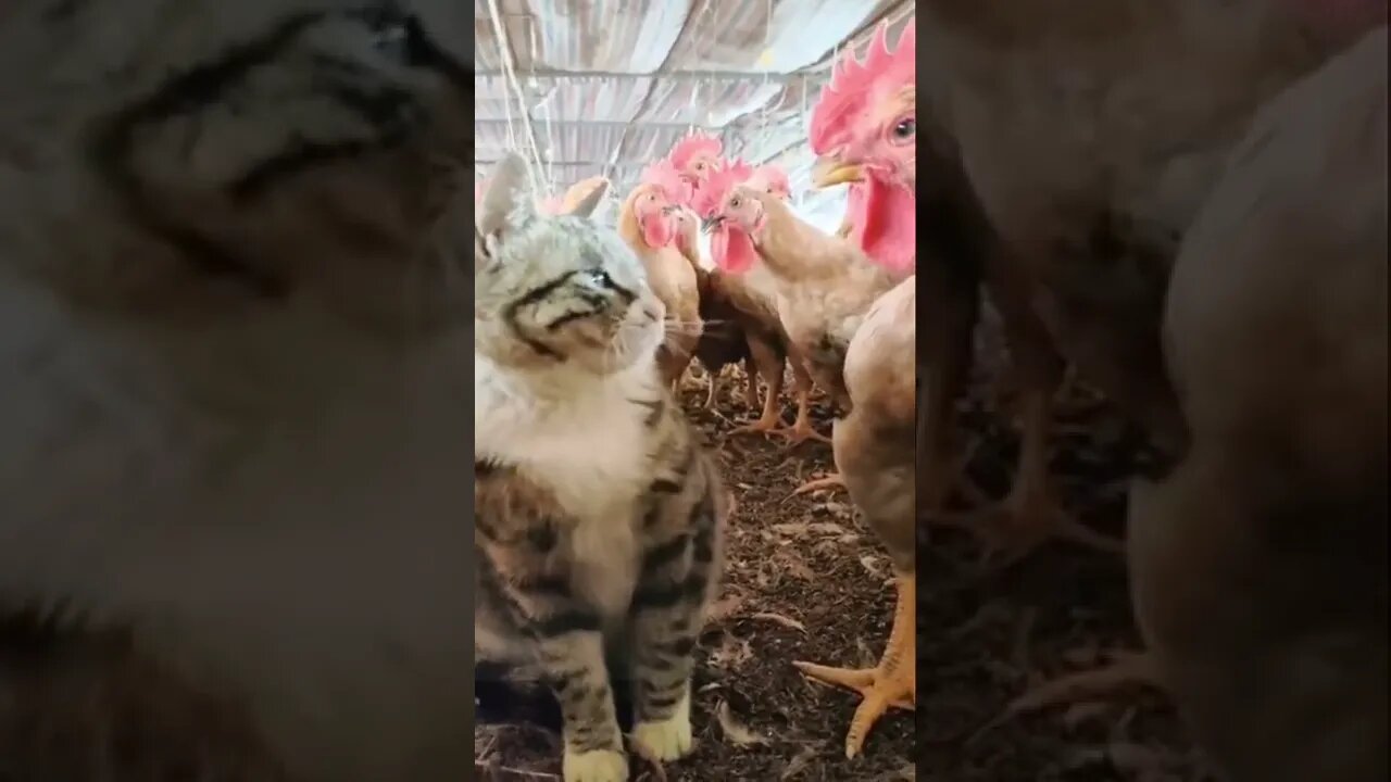 Cat Slaps To Chicken, When She￼ Poke In To Cat Ears 😂