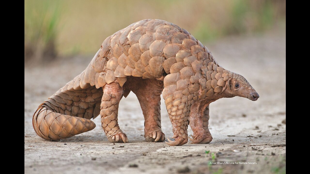 Saving a Pangolin's life | Natural World.