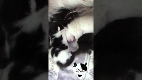 Adorable Cuddly Kittens #Shorts 😻
