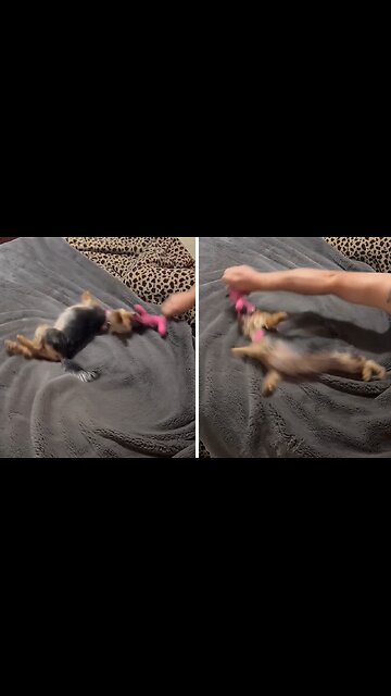 Frisky Yorkie Loves To Play Before Bed Time