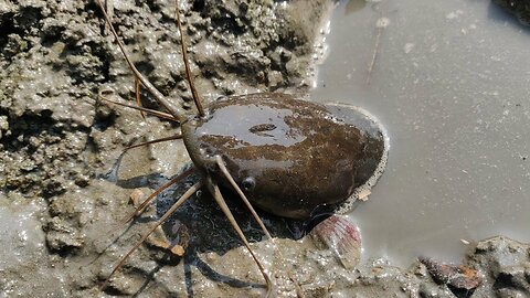 Best Hand Fishing - Boy Catching Catfish From deep fish hole - Traditional Fishing