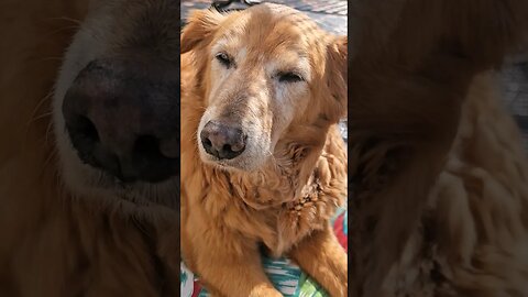 Squirrel! Titan age 12 #best #goldendays #squirrel #goldenretriever #doglover