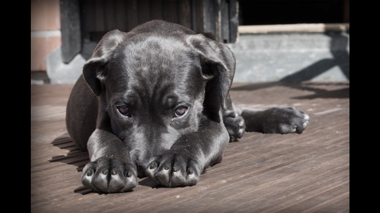 Cuide do seu cãozinho. Campanha não abandone o seu melhor amigo.