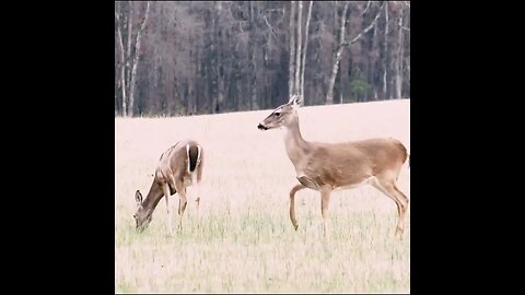 deer in the field