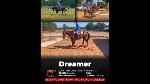 ENDED ☀𝐌𝐢𝐝-𝐒𝐮𝐦𝐦𝐞𝐫 𝑺𝒉𝒐𝒘𝒄𝒂𝒔𝒆 ☀ **ending Monday evening, JULY 25th on www.horsebid.com**