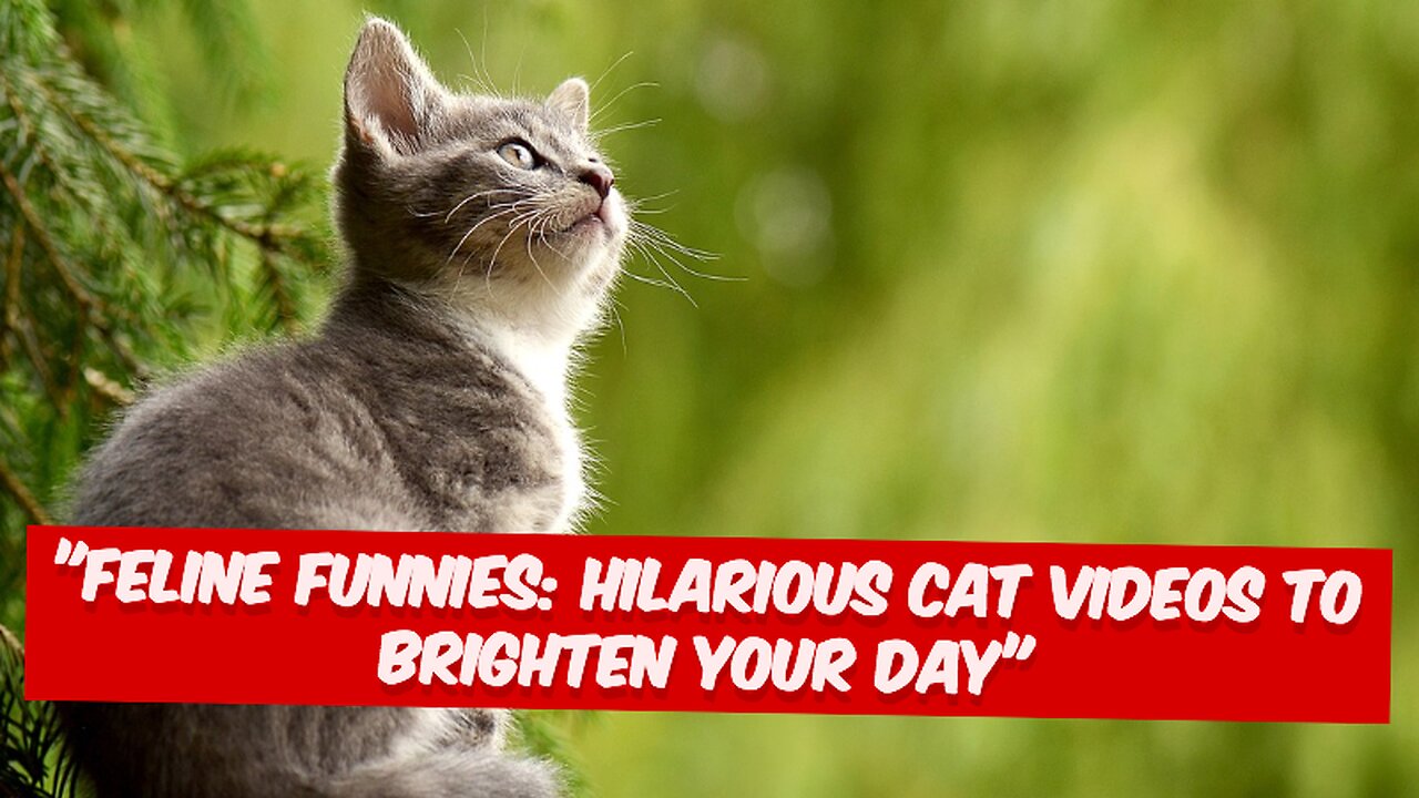 Funny CATS guaranteed to make you laugh😆 Funny cat videos