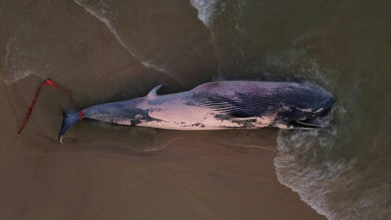 Una ballena bryde aparece muerta en el sur de Brasil | AFP